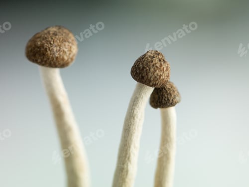 Preview: concept image of three delicate enoki mushrooms