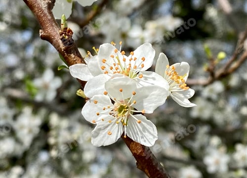 Vorschau: Blüte