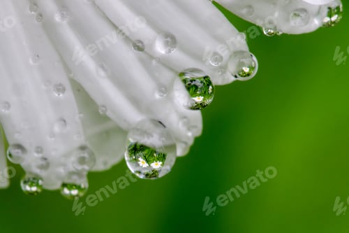 Preview: Daisy reflection in raindrops