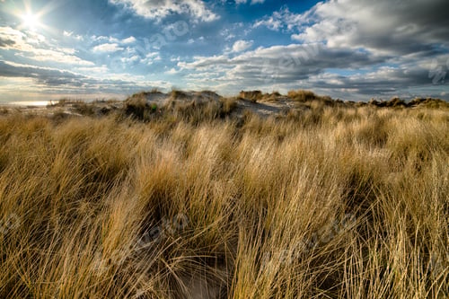 Preview: Beautiful shot of tall wild dry grass growing on a hill and the cloudy sky in the background