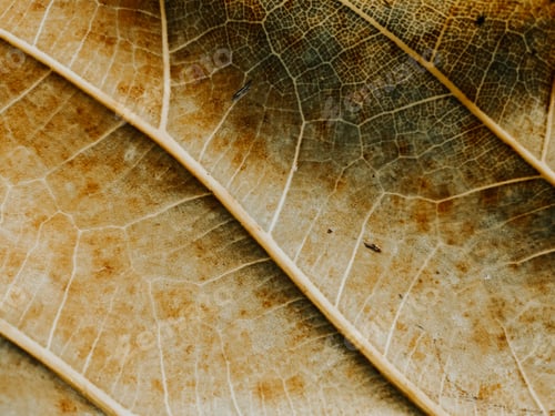 Preview: Autumn dried leaf details.
