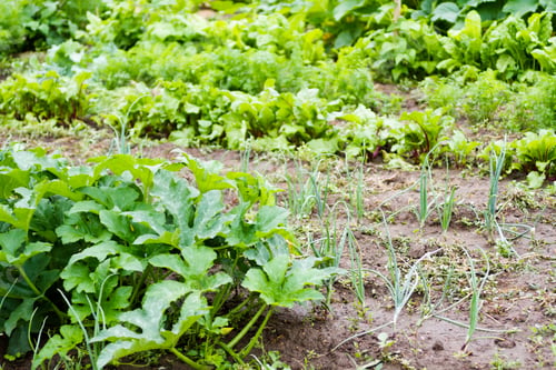 Preview: Community garden