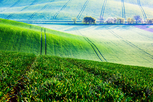 Preview: Abstract rural landscape with green field and tree
