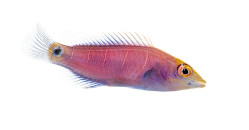 Preview: Ornate Wrasse swimming on white background