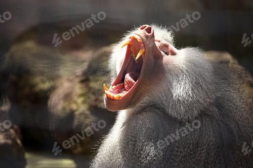 Preview: Shallow focus of a white Baboon Ape monkey opening his mouth with sunlight on his face