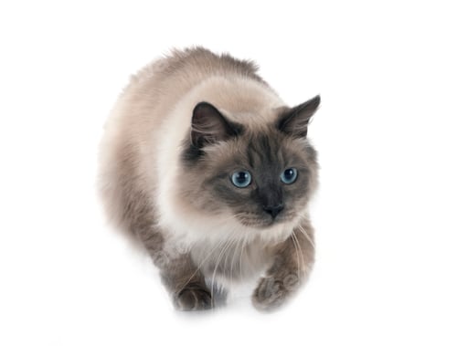 Preview: siberian cat in studio