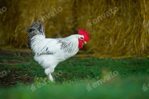 Preview: White rooster on traditional free range poultry farm