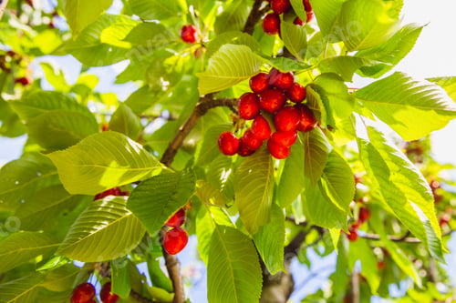 Preview: Organic red ripe cherries on a tree branch. Selective focus