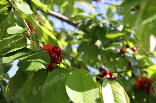 Preview: Ripe juicy cherries growing on a branch