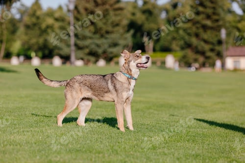 Preview: A mixed breed dog on a walk. Dog running on the grass. Cute dog playing. Funny pet. Pet adoption.