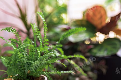Vista previa: close-up leaves tropical plant calathea in raindrops in rays sun