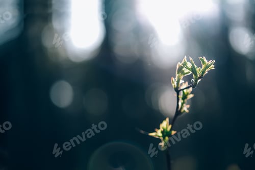 Preview: Young fresh sprout of a tree. Spring background