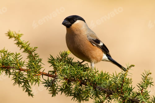 Preview: Female of eurasian bullfinch, pyrrhula pyrrhula, resting on the common juniper