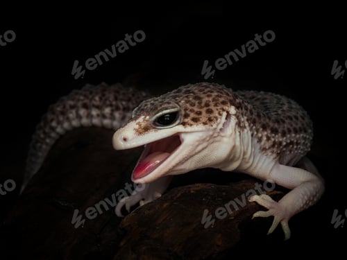 Preview: Leopard Gecko with Open Mouth on Branch