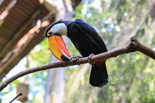 Preview: Toucan