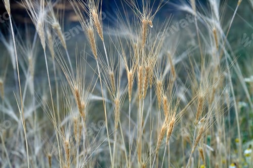 Preview: Close-up field of unripe wheat. Healthy organic food.