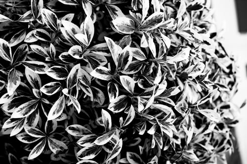 Vista previa: Dark minimalistic leaves