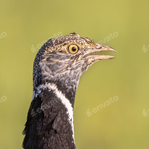 Preview: Portrait Little Bustard displaying in Grassland