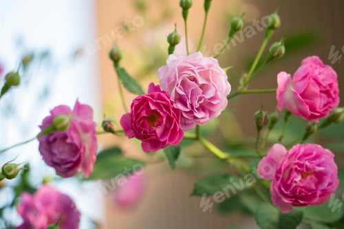 Preview: Close-up of vibrant pink roses in full bloom with a soft-focus background