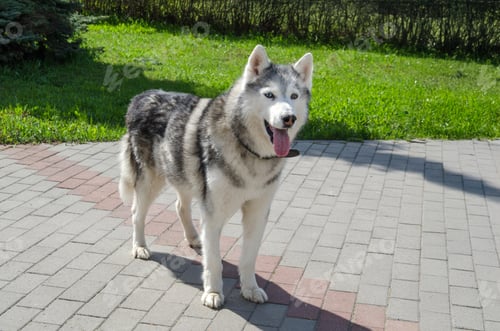Preview: Siberian husky standing on sunlit pavement