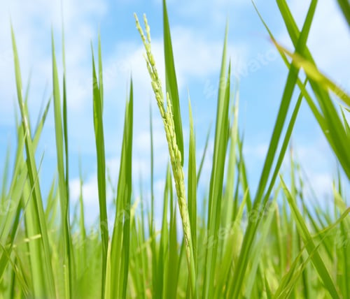 Preview: Thai Hom Mali rice. Closeup view of the rice itself on a rice plant - Thailand.