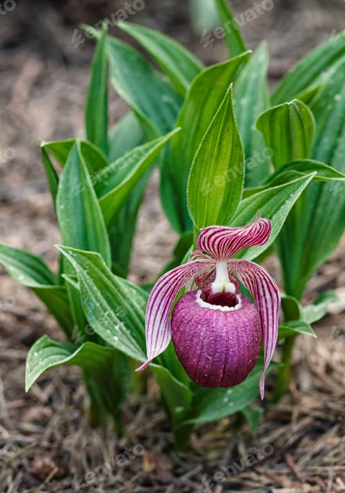 Preview: Beautiful orchids of different colors. Lady's-slipper hybrids.