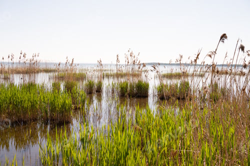 Preview: Serene wetland landscape with lush green reeds and calm water