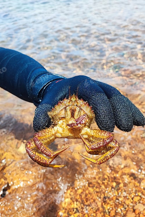 Preview: Man in a diving suit showing a crab. Protein food in the sea. Catch of a diver