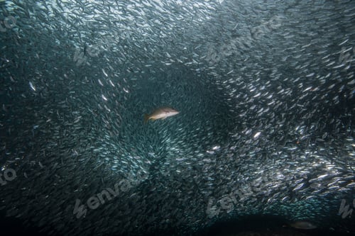 Preview: Shoals of sardine being hunted by red snappers