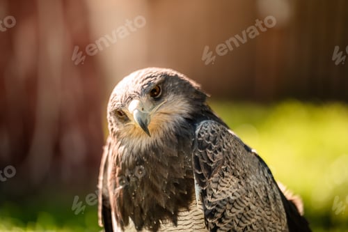 Preview: Majestic eagle close-up in natural setting.