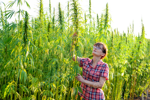 Preview: Caucasian female farmer checking industrial hemp stalks at field sunset time somewhere in Ukraine