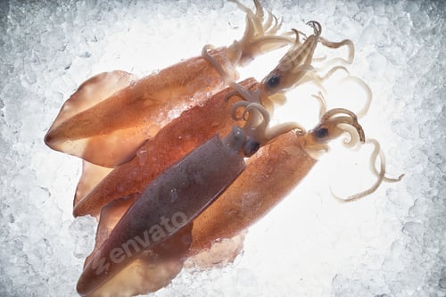 Preview: The squids on the iced floor with a bright backlit