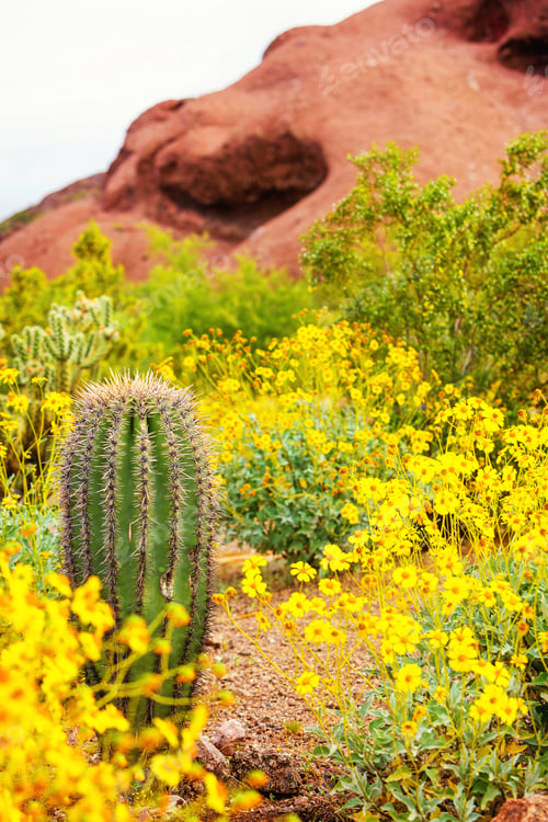 Preview: Cactus and Wildflowers in Arizona Desert