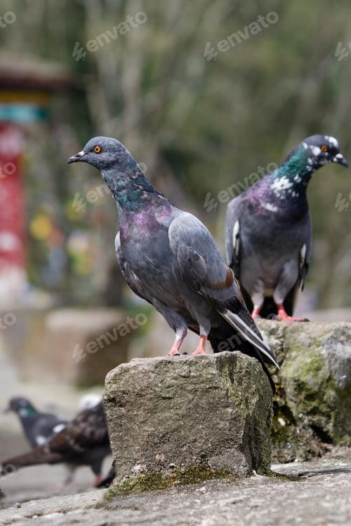 Preview: Pigeons sitting on rocks