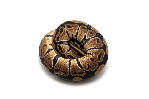 Preview: Snake Ball python isolated on white background