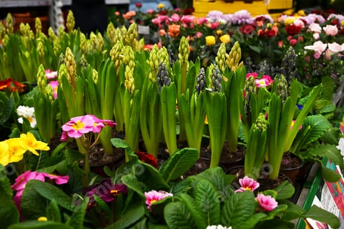 Preview: Flowers of blooming hyacinths in a flower shop
