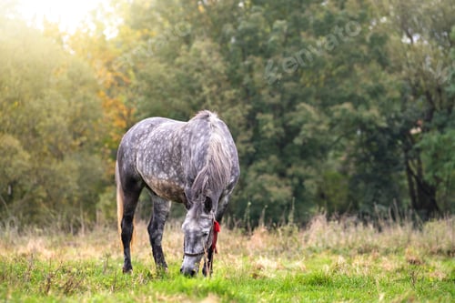 Preview: Beautiful gray horse grazing in summer field. Green pasture with feeding farm stallion.