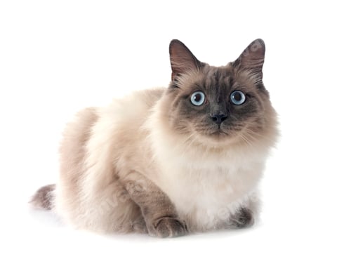 Preview: siberian cat in studio