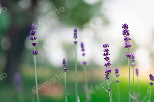 Preview: Lavender flower in garden. Beautiful Lavender flowers over blurred green background