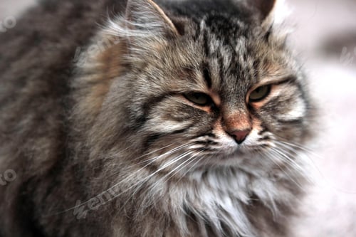 Preview: fat and beautiful cat