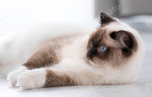 Beautiful Ragdoll Cat Resting in a Home Environment
