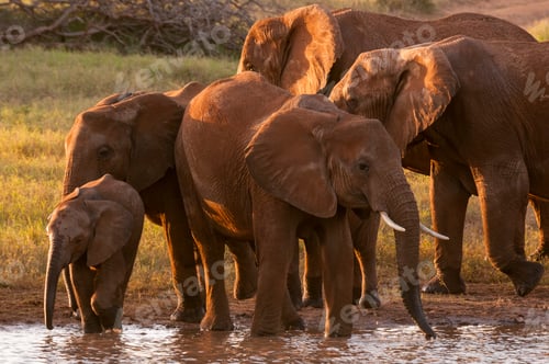 Preview: A herd of elephants enjoying a sunset drink by the waterhole.