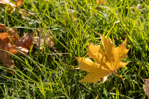 Preview: Orange-yellow autumn maple leaves in green grass. Autumn season, October, November