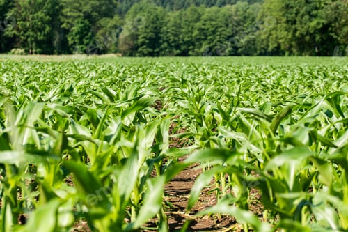 Preview: Rows of young corn growing on a field