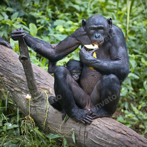 Preview: Bonobo chimpanzees in the wilderness in Democratic Republic of the Congo