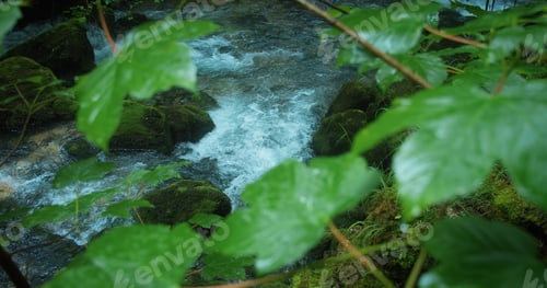 Preview: River flowing between rocky banks in the forest. Creek in dense woods.