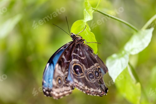 Preview: Exotic butterfly with patterned wings sitting on green leaf in the garden