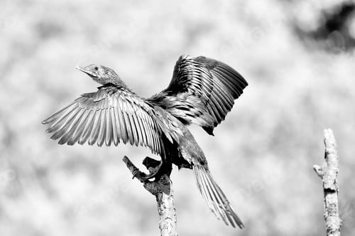 Preview: Monochrome Reed Cormorant