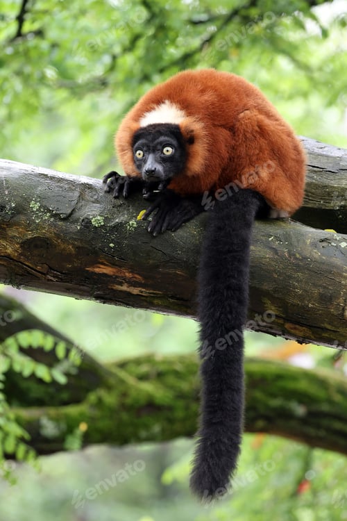 Preview: Red Vari (Varecia rubra) on the tree