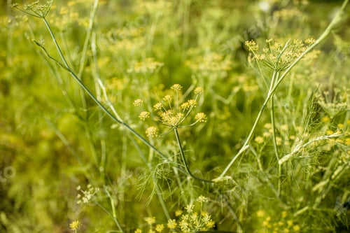 Preview: Fennel herb